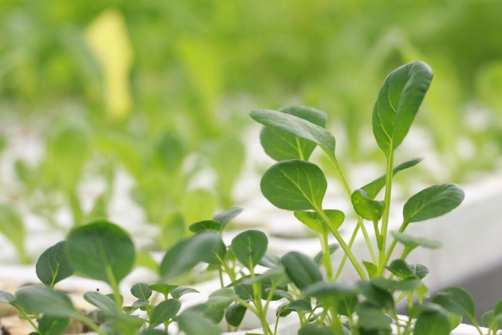 aeroponic gardening