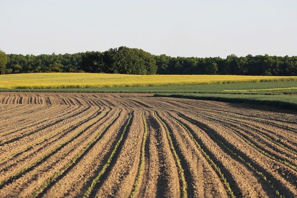 soil horizons