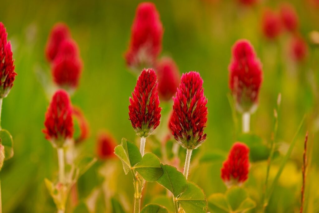 clover mites