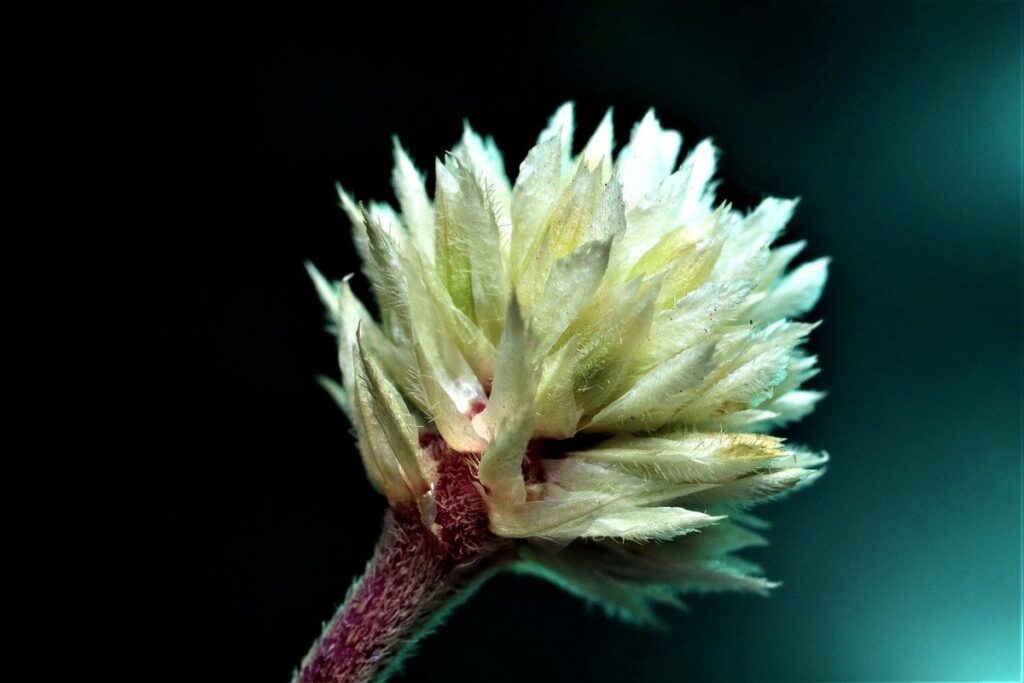 alligator weed