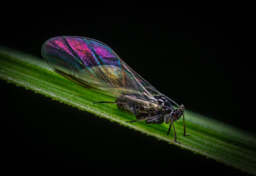 aphid insect