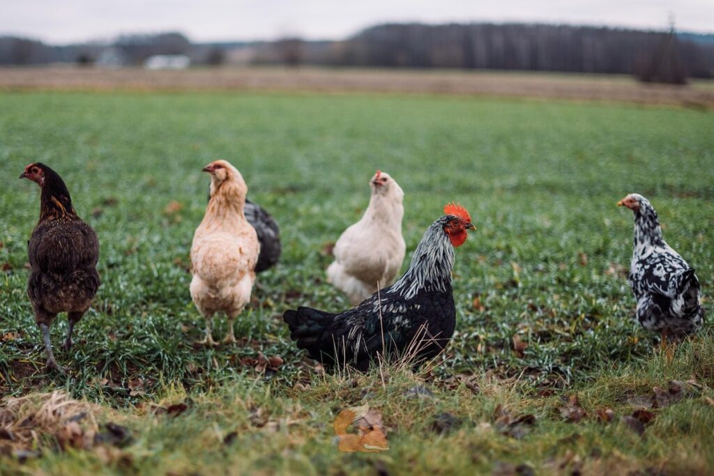 araucana chicken