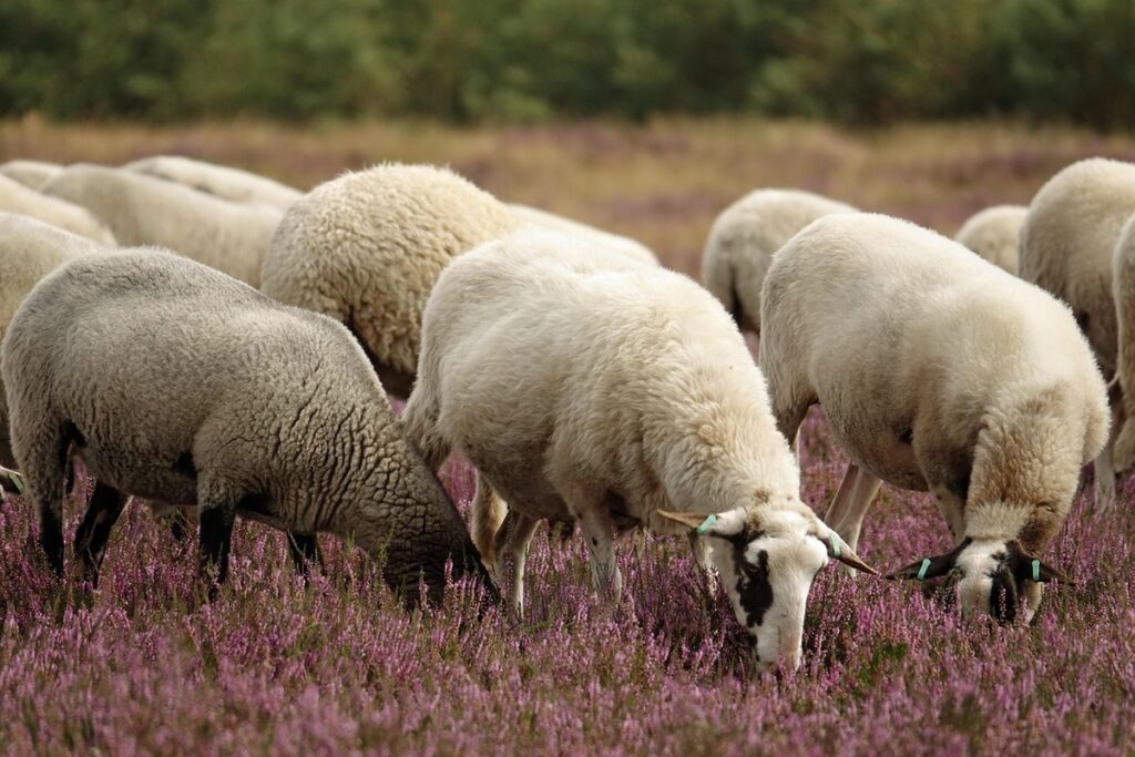 are sheep cattle