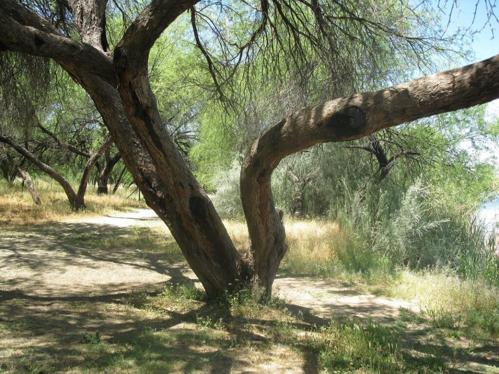 arizona agriculture