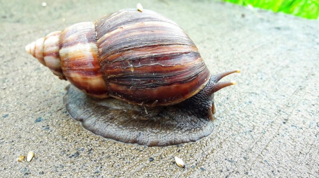 snails in garden