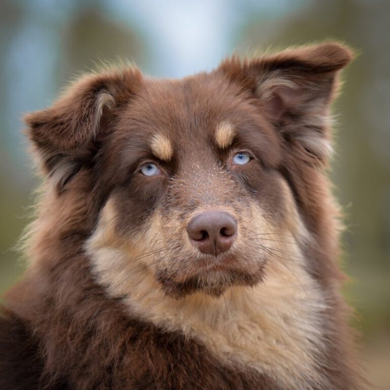 australian shepherd ranch dog