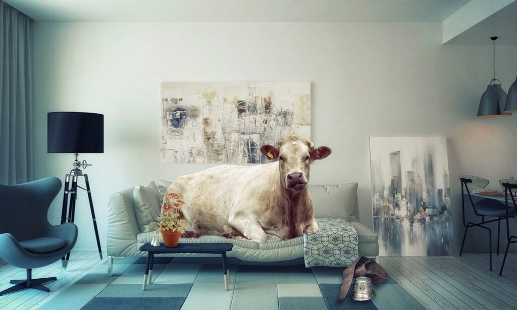 average cow weight