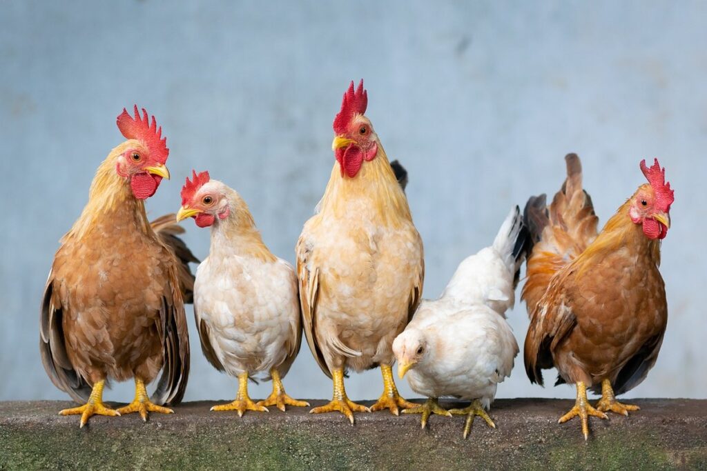 backyard poultry