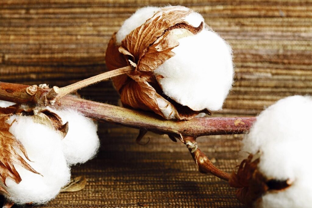 verticillium wilt