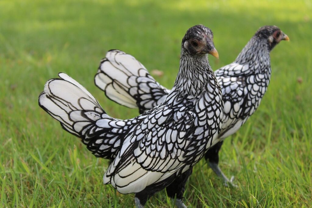 breeding sebright bantams