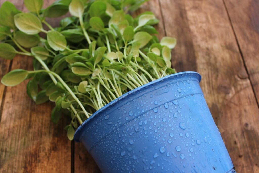 how to grow a basil plant