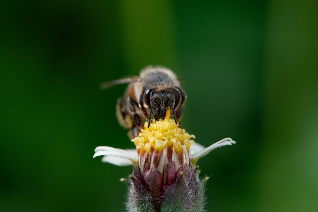 sugar syrup for bees