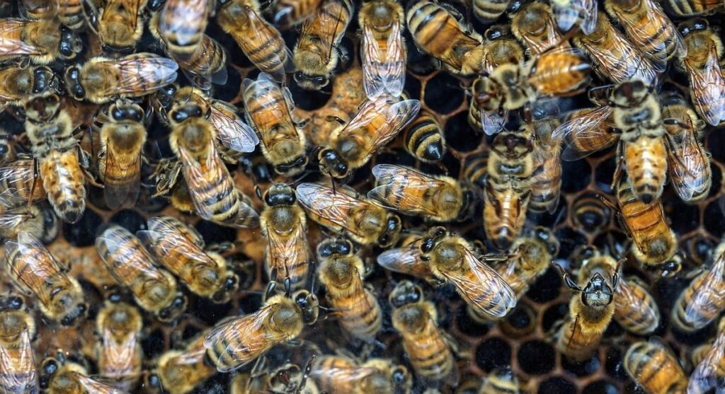 nucleus hive