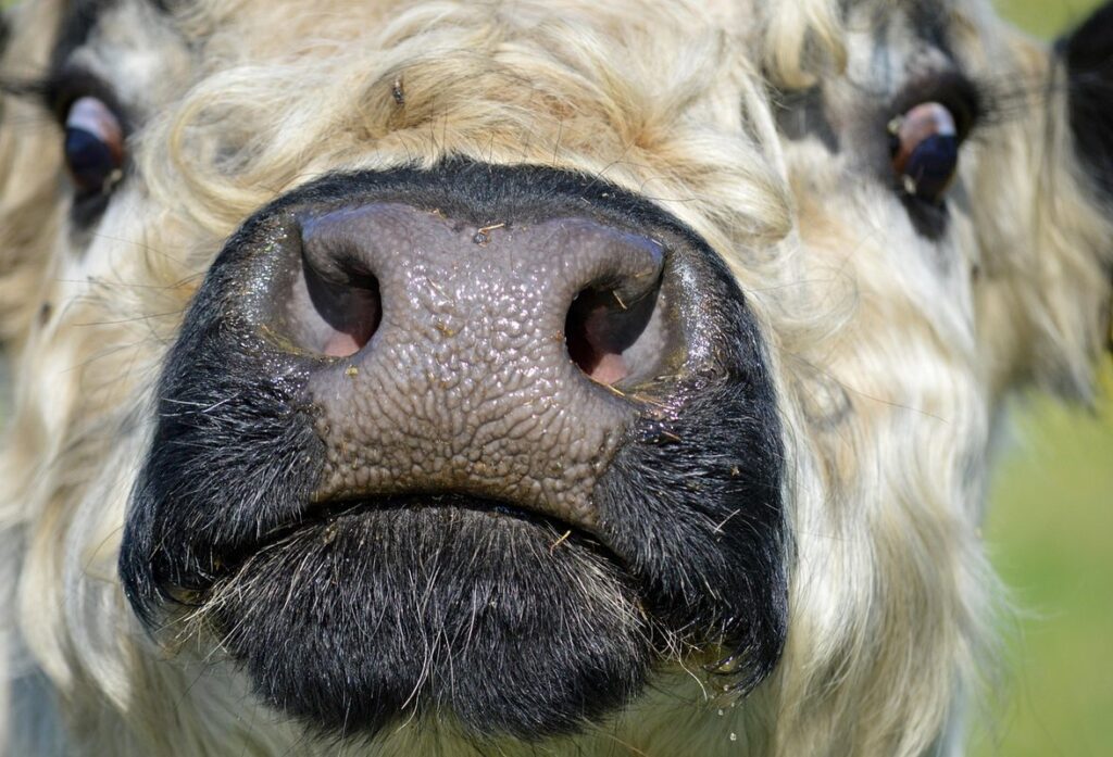 belted galloway cattle