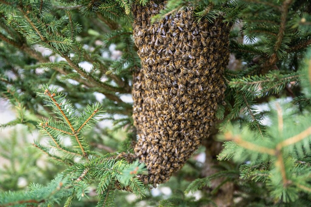 honey bees