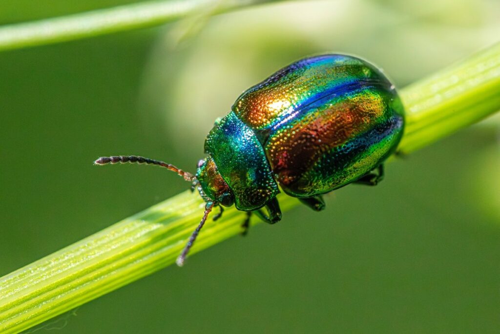 biological pest control