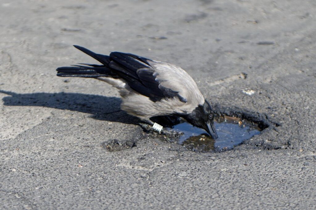 avian influenza in birds