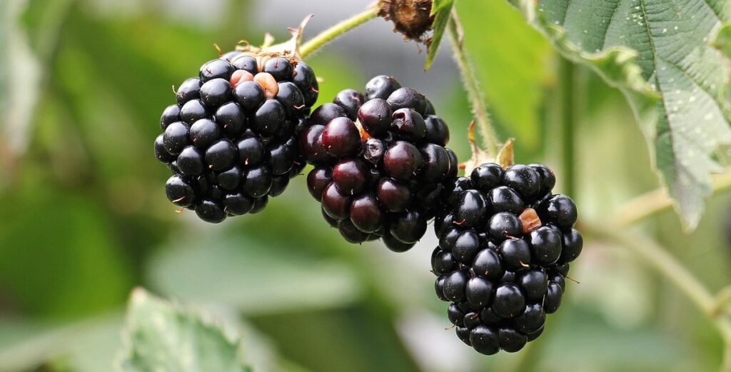 blackberry weed