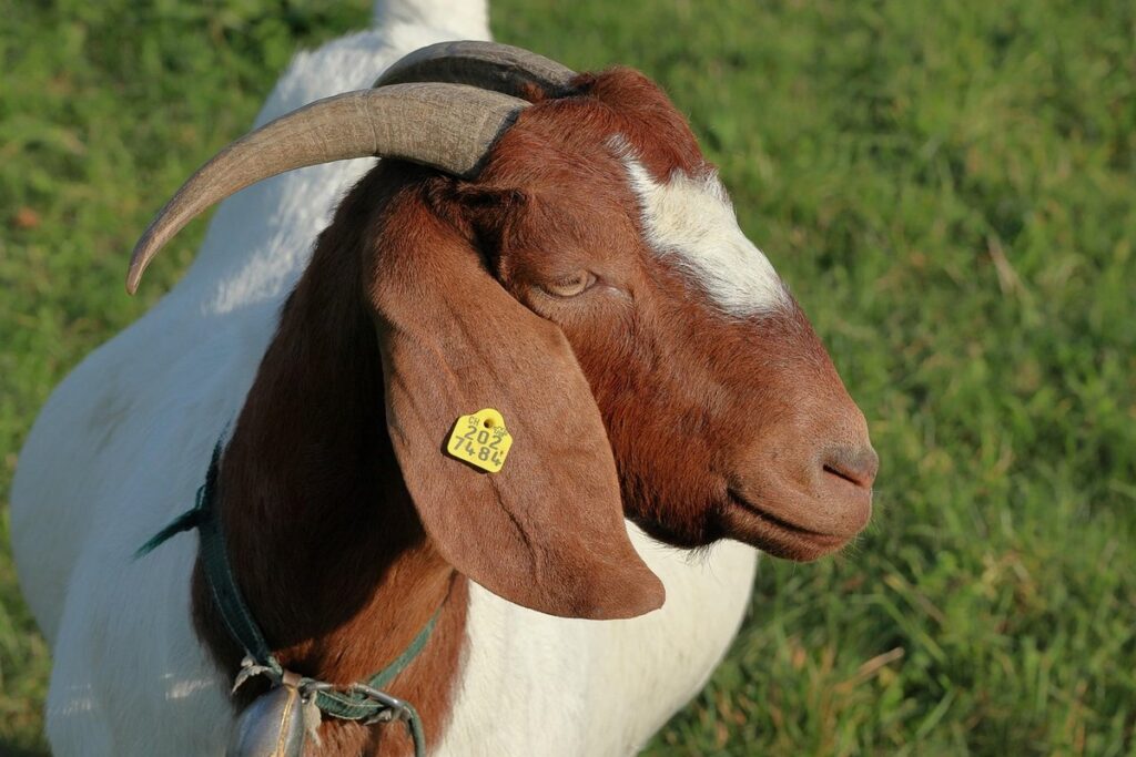 boer goats