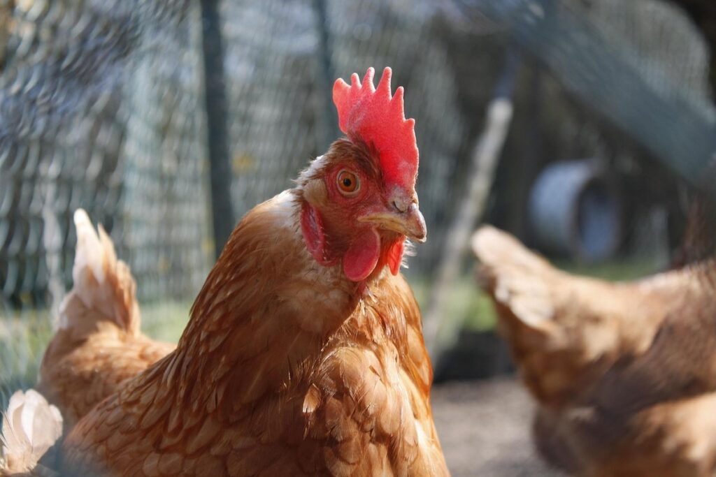 brown chicken breeds