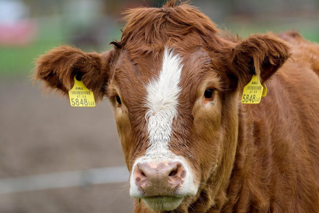 calf scours treatment