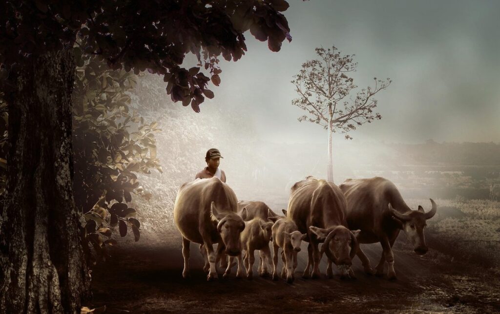 cattle and calves