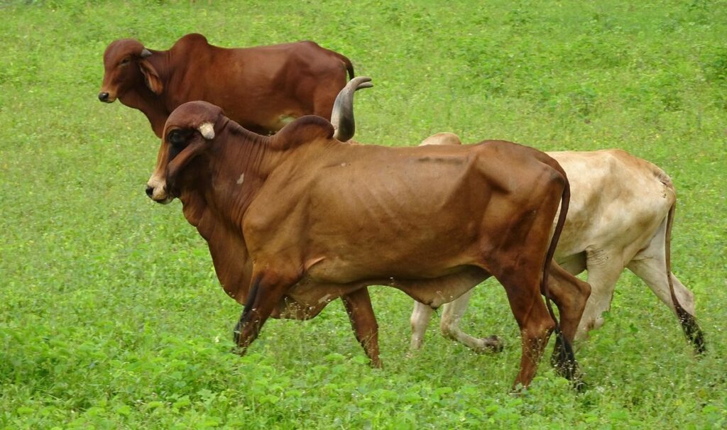 cattle breed brahman