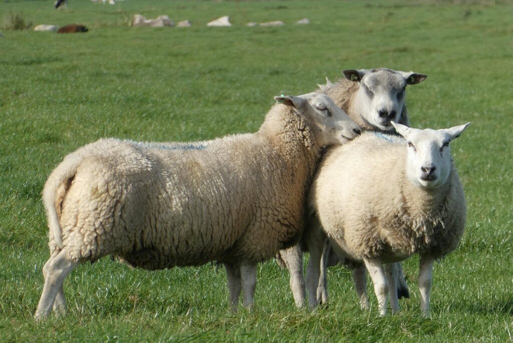 cattle mating