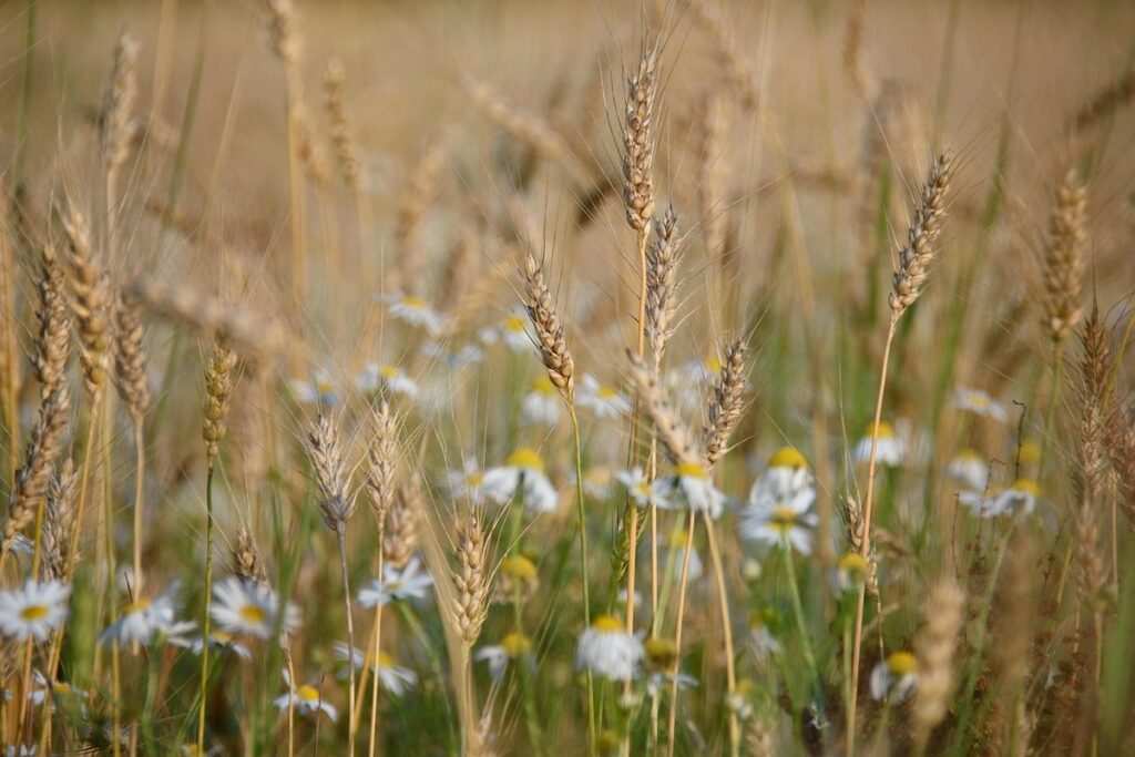 chamomile harvest