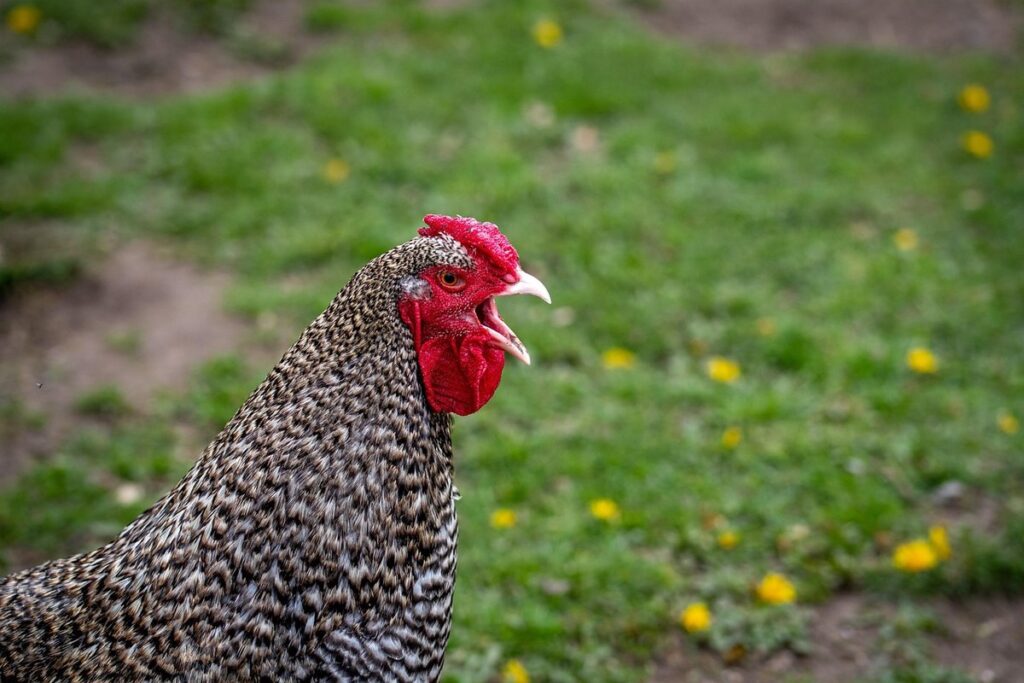 welsummer chicken breed
