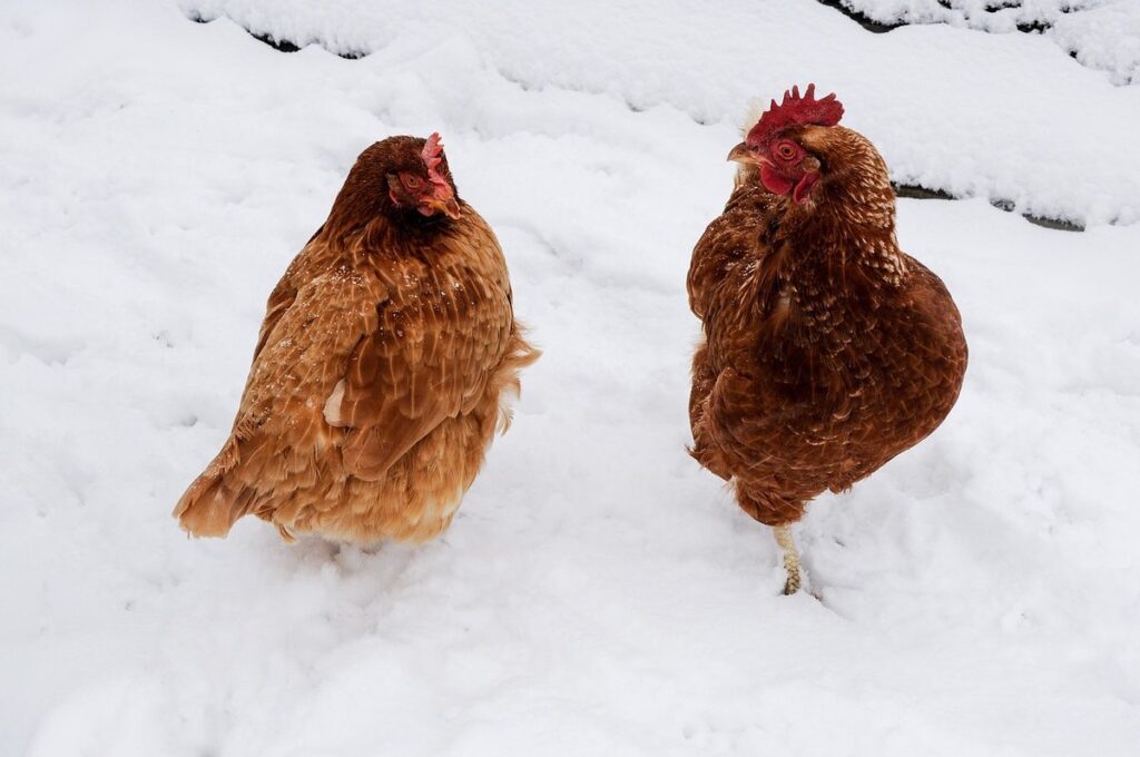 chicken poultry business