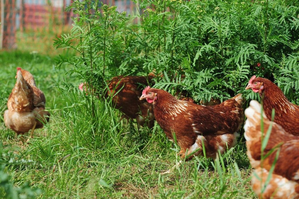 predator proof chicken run