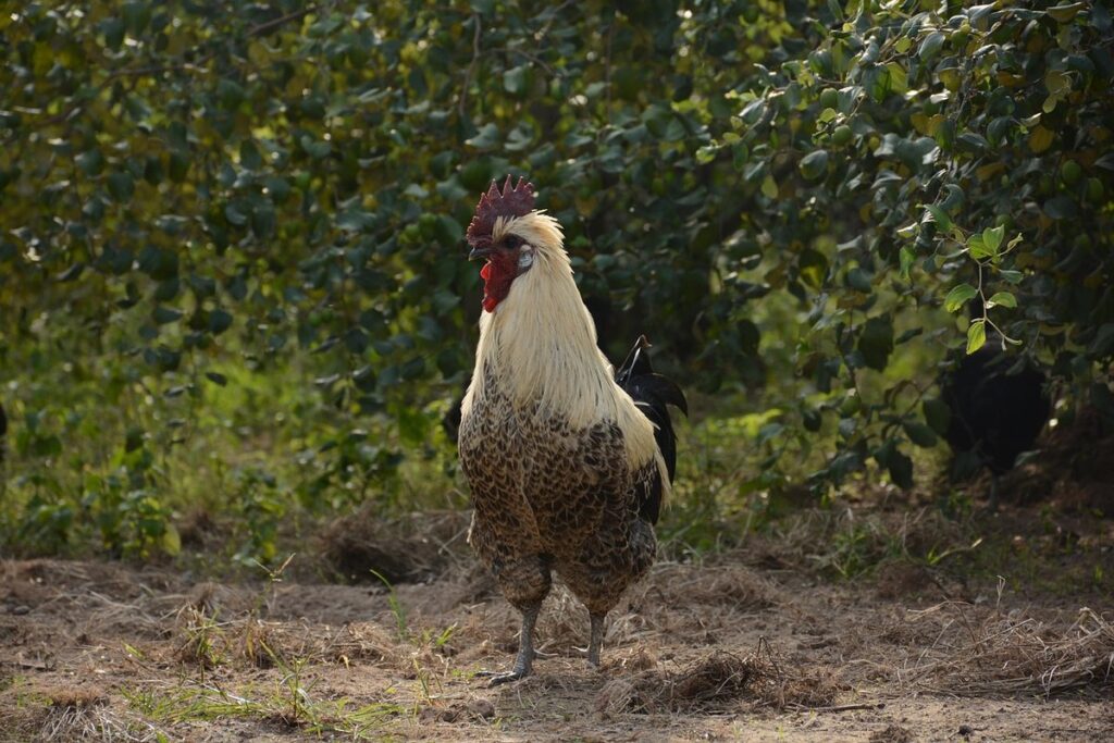 chickens and gardens