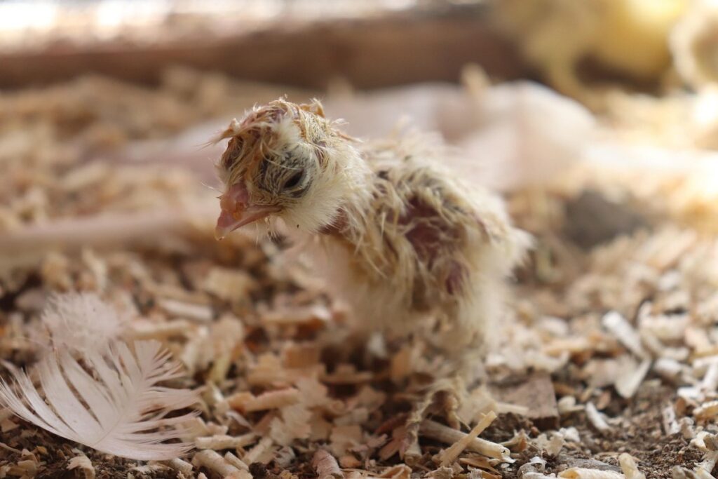 benefits of raising chickens