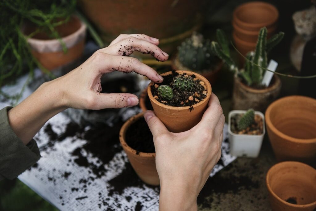 growing cranberry plants