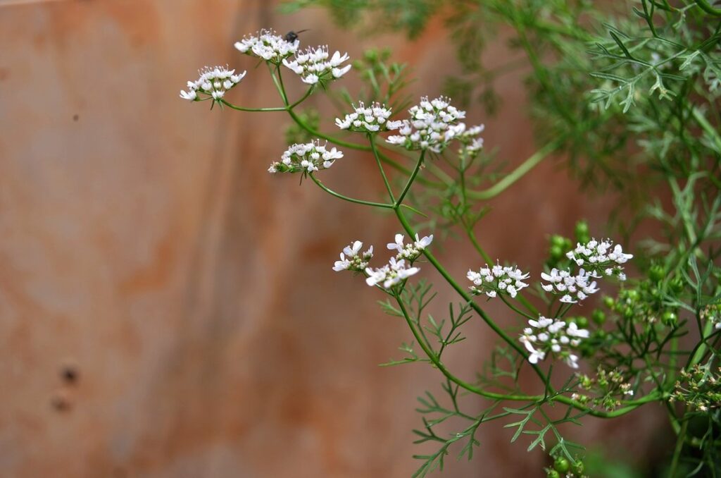 companion plants for cilantro