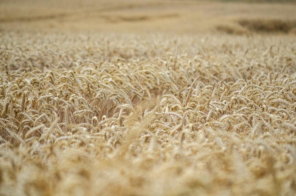 corn is seed
