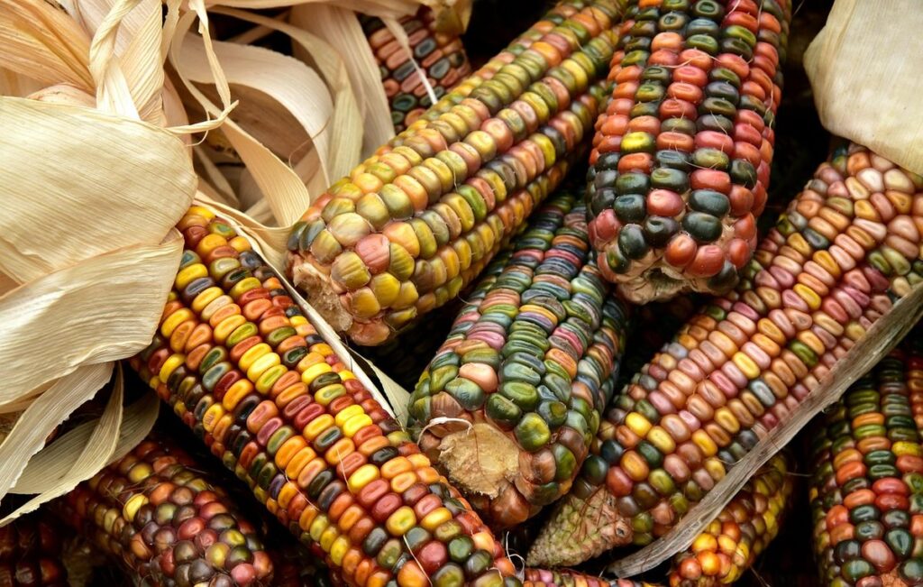 how many ears per corn plant