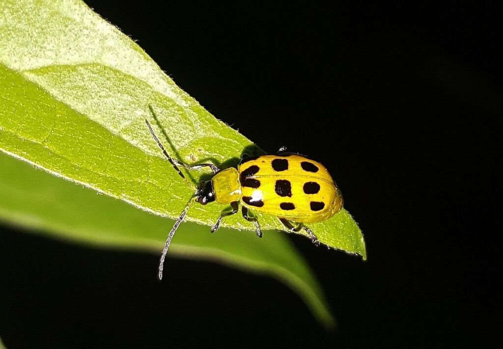 southern corn rootworm beetle
