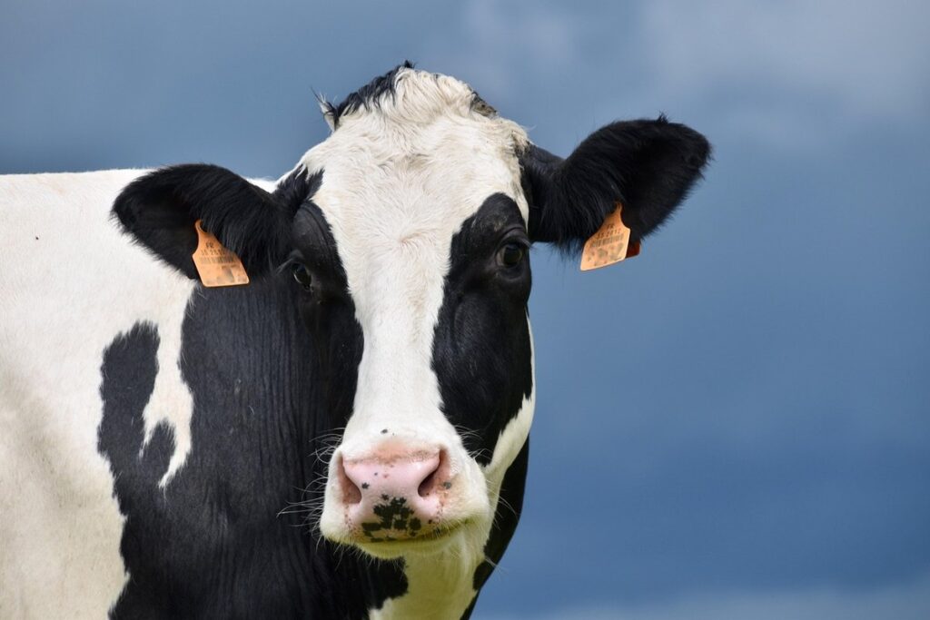 black and white cow breeds