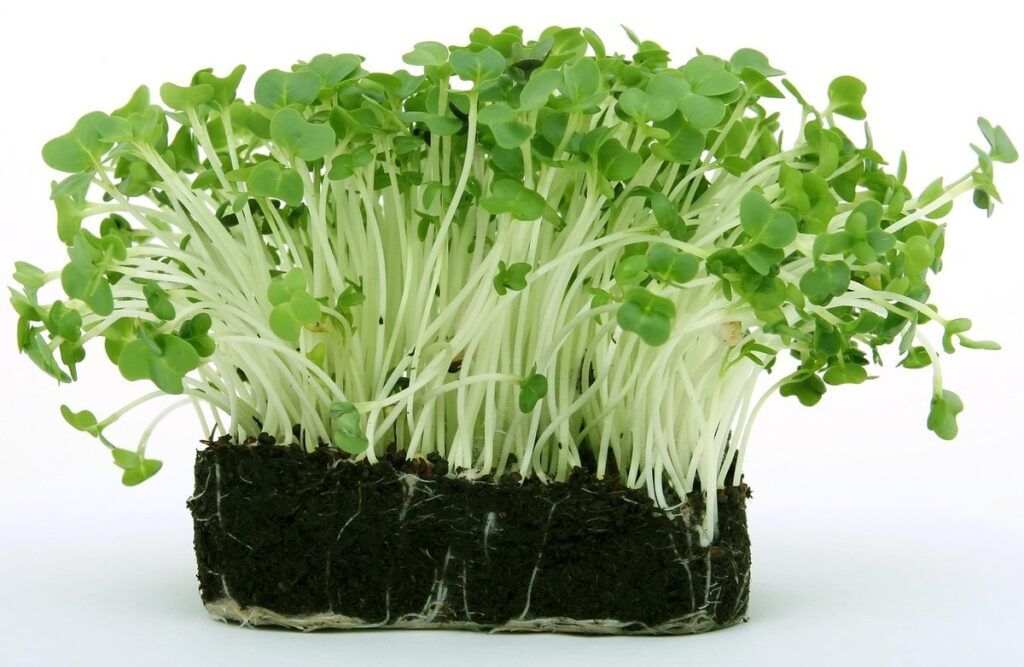 how to grow cress