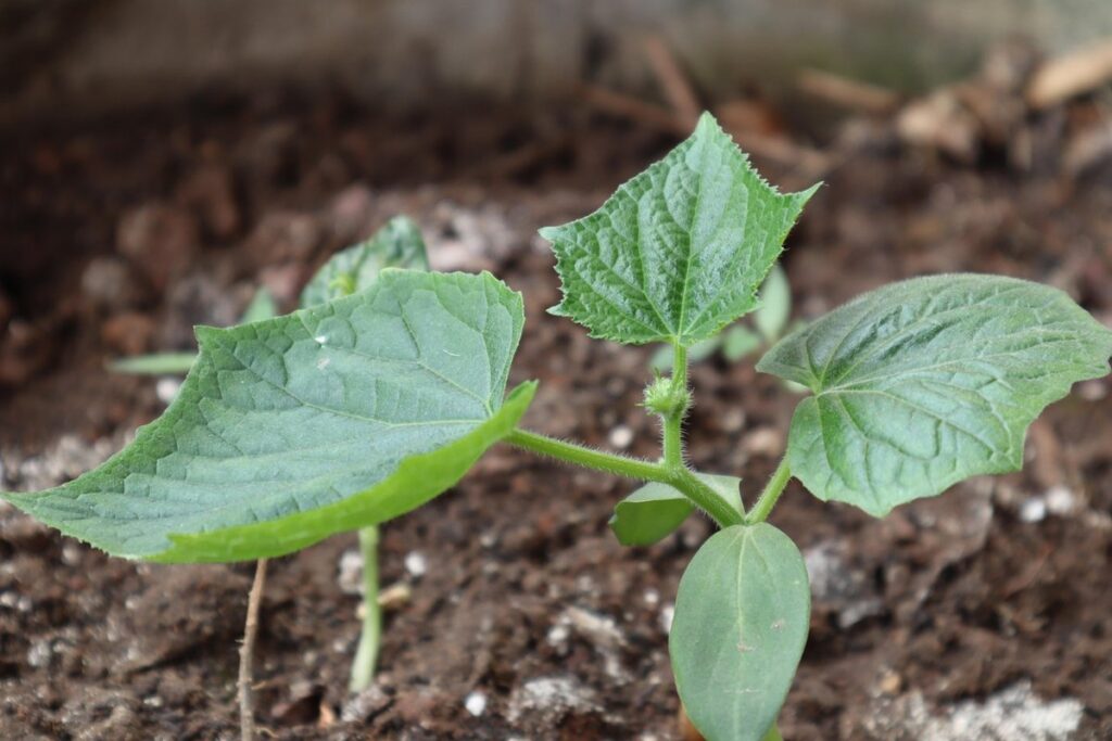 when to plant cucumbers