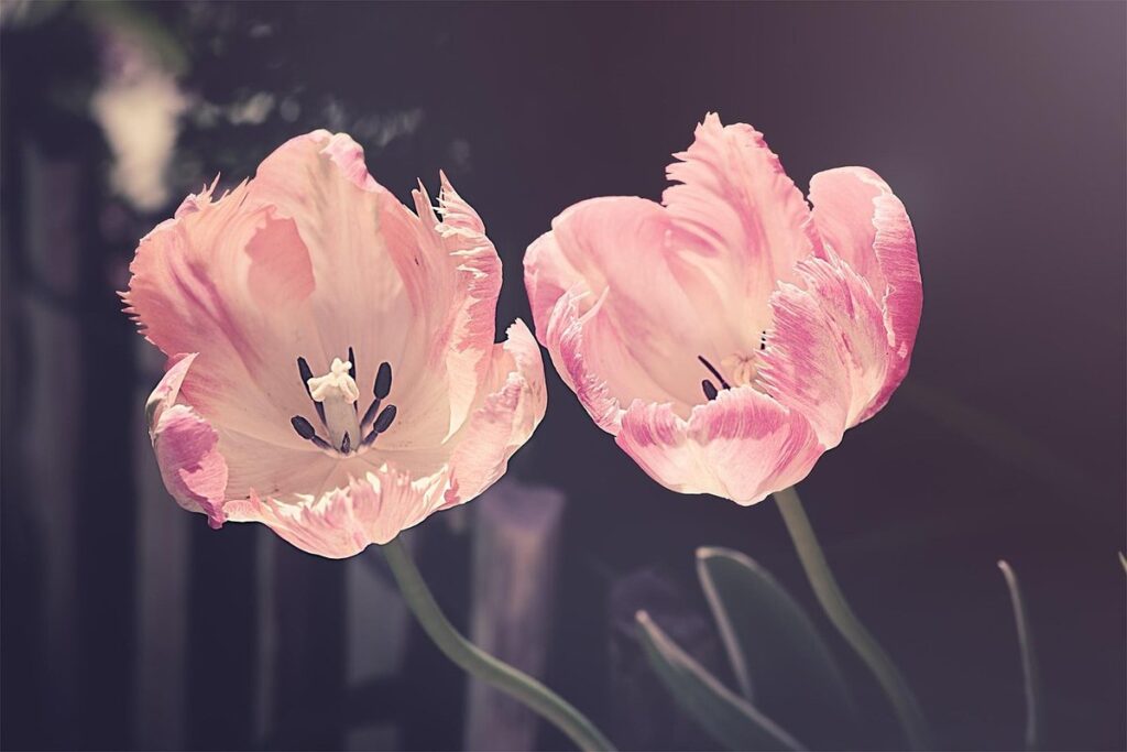 how to grow cut flowers