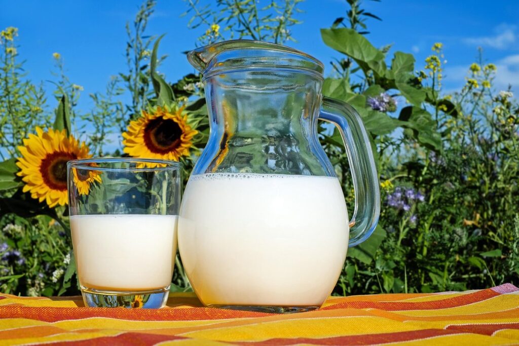 mastitis in dairy cattle