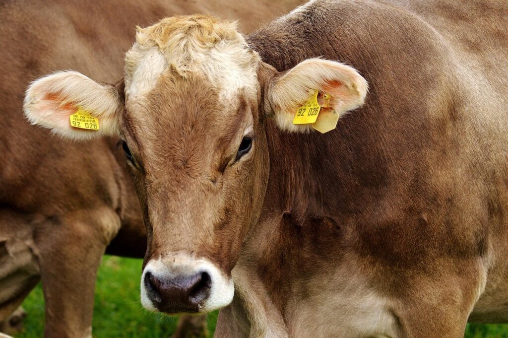dairy farming