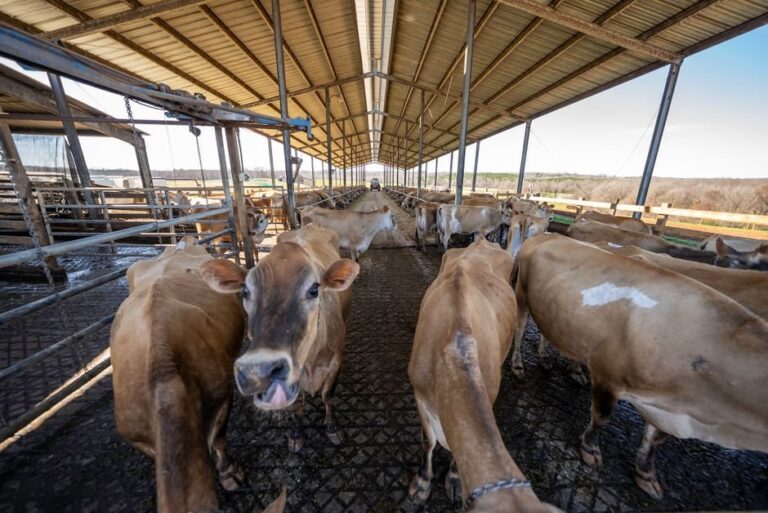 dairy farms in indiana