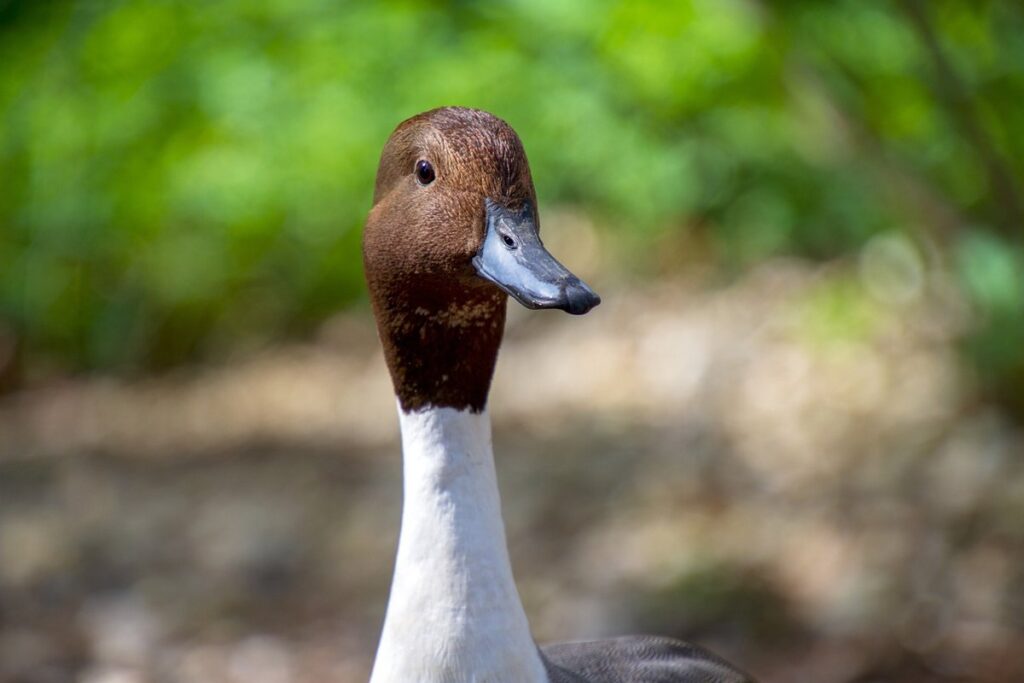 duck breeds