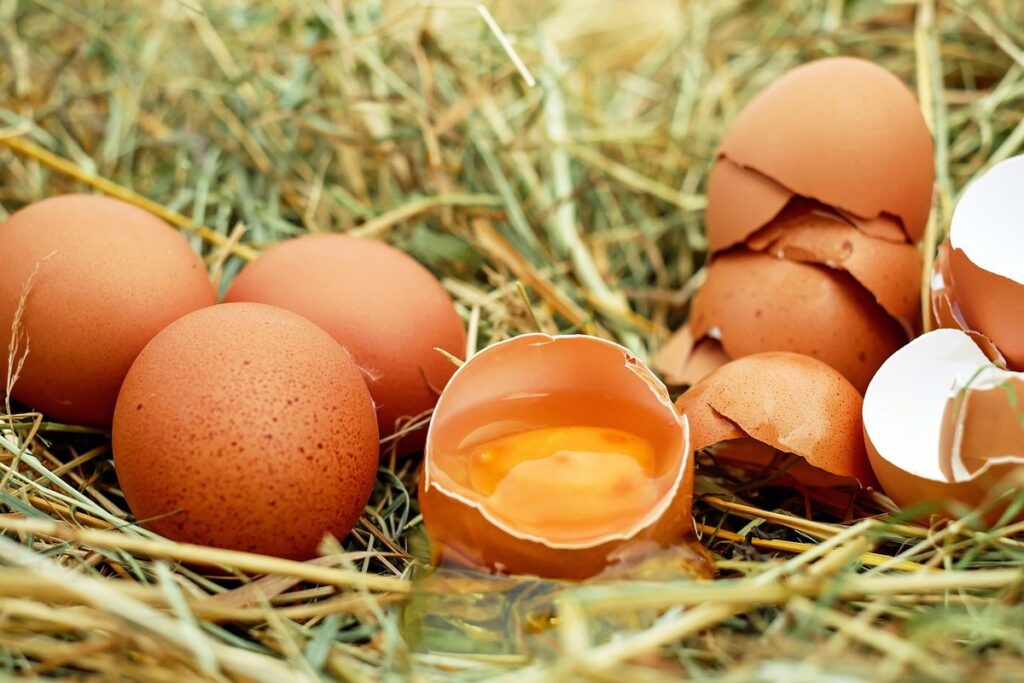 egg farming