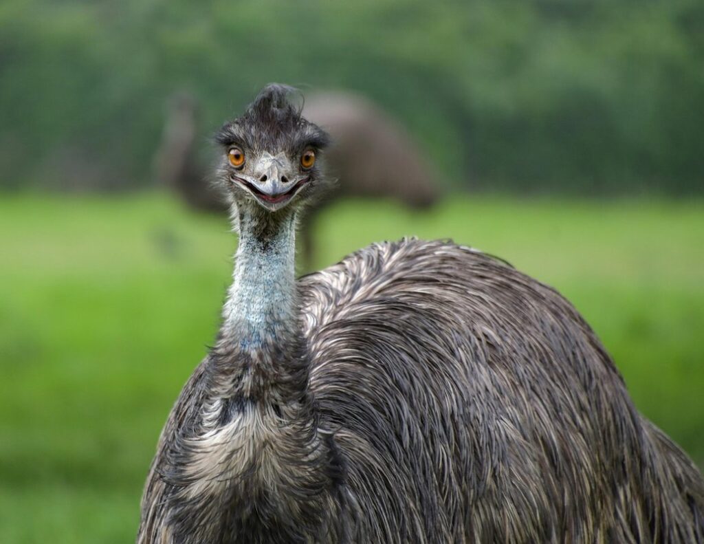 what are emus products and byproducts
