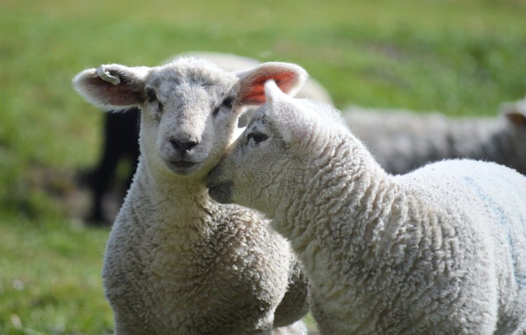 ewe sheep